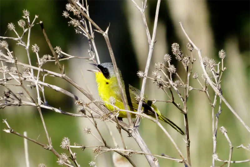 AVES